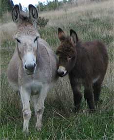 Cotswold Donkey & Shetland Pony Stud - breeding Small Irish Donkeys ...