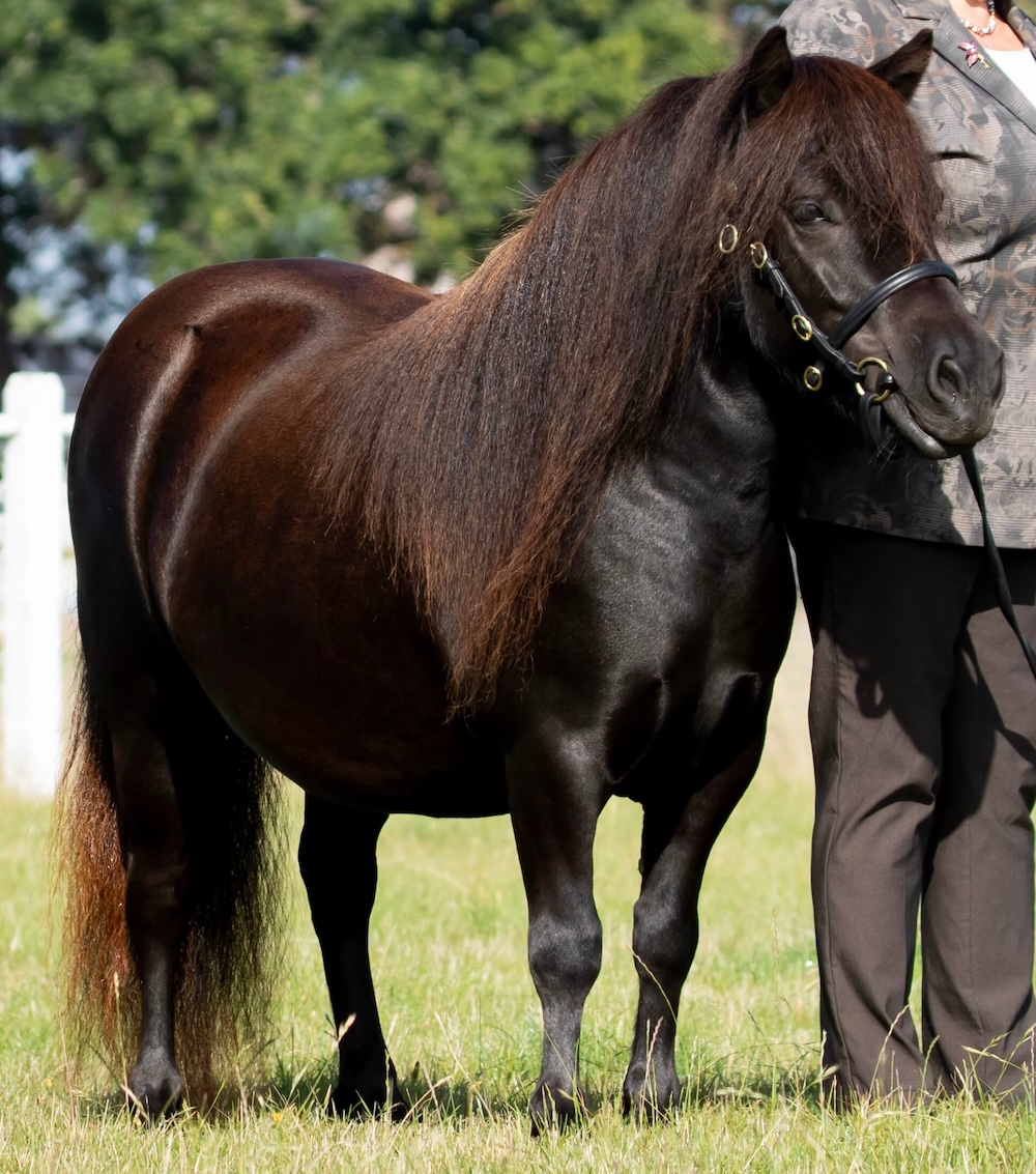 Downton Kiltie.jpg